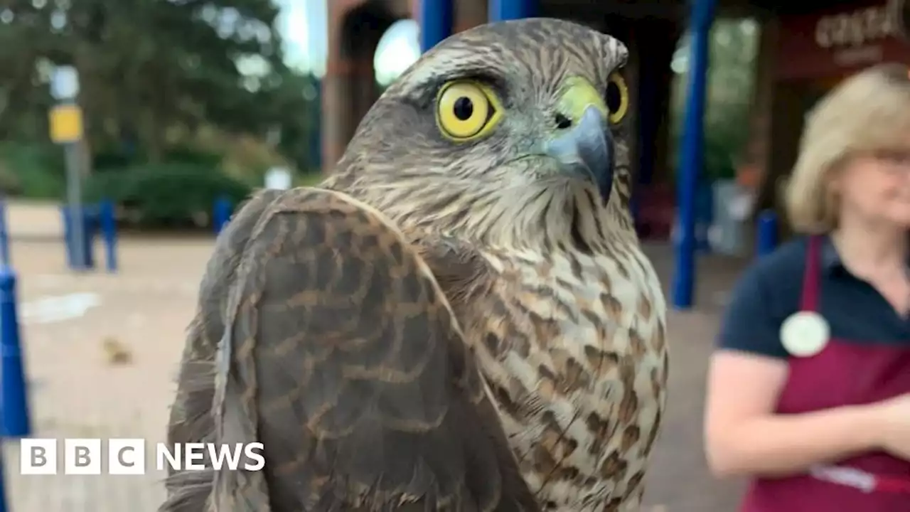 Hawk freed from Chelmsford shop's rafters