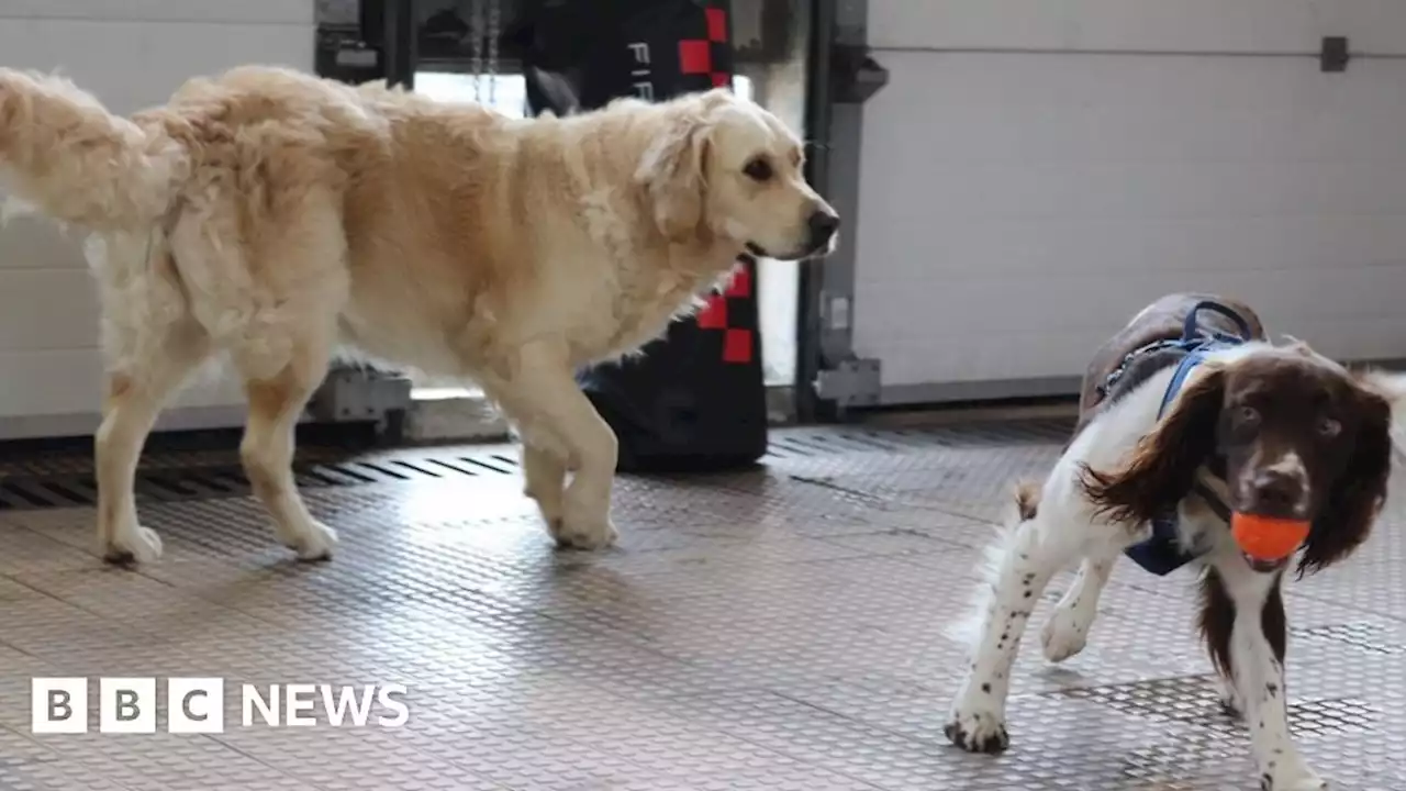 West Sussex: Wellbeing dogs brought in to help stressed fire crews