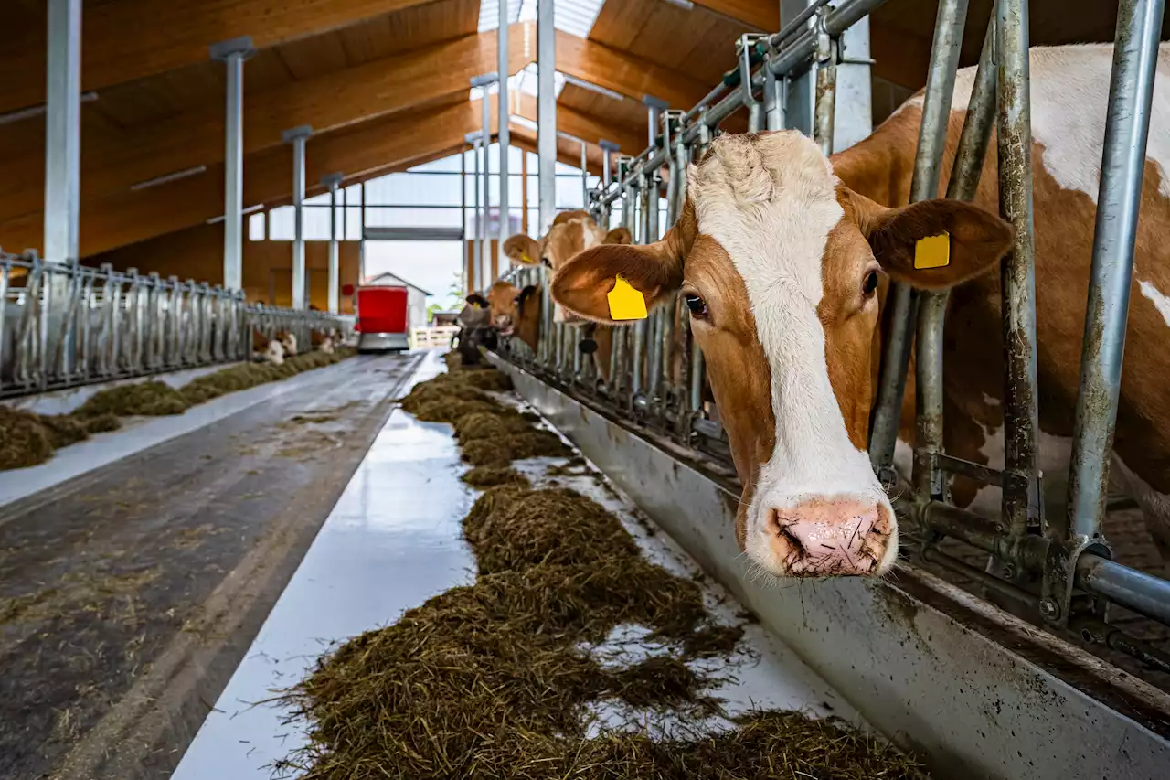 Das ändert sich im Oktober: Tierwohl fürs Rind und viele Termine