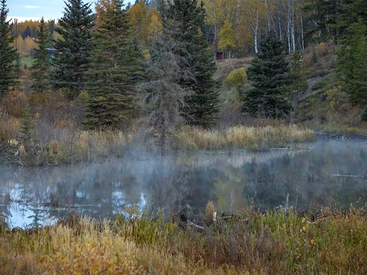 Mike Drew: Beaver ponds and wild horses