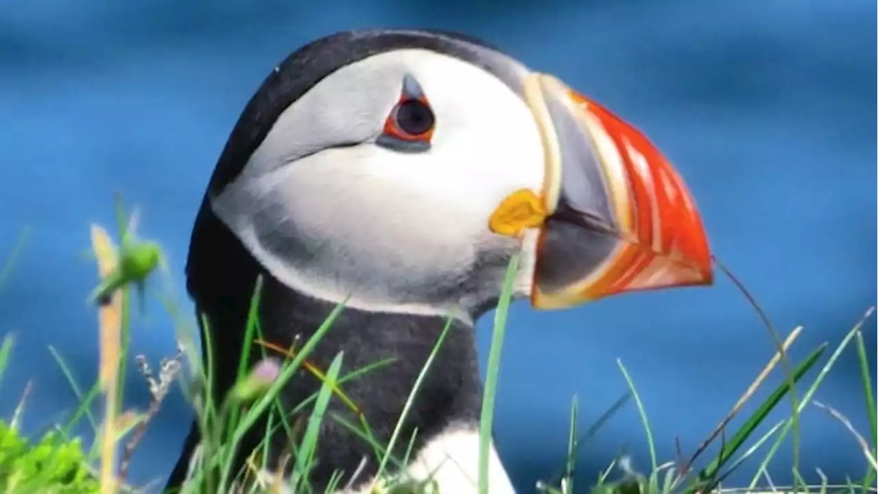 At Canada's largest Atlantic puffin colony, chicks are dying of starvation