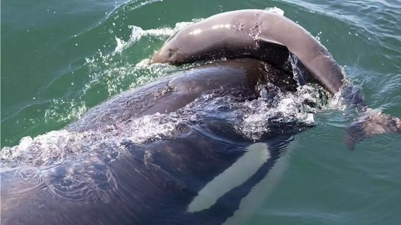 Why does a group of B.C. killer whales harass and kill porpoises without eating them?