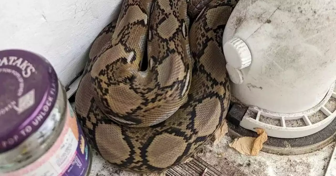 Shocked family find huge 5ft python curled up asleep on their boiler