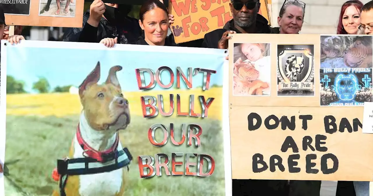 XL bully owners 'distraught' at ban as protest takes place