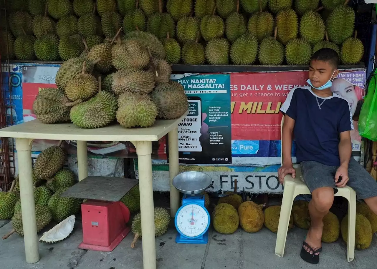 Davao Durian farmers gear up for first Philippine Asia Durian Summit