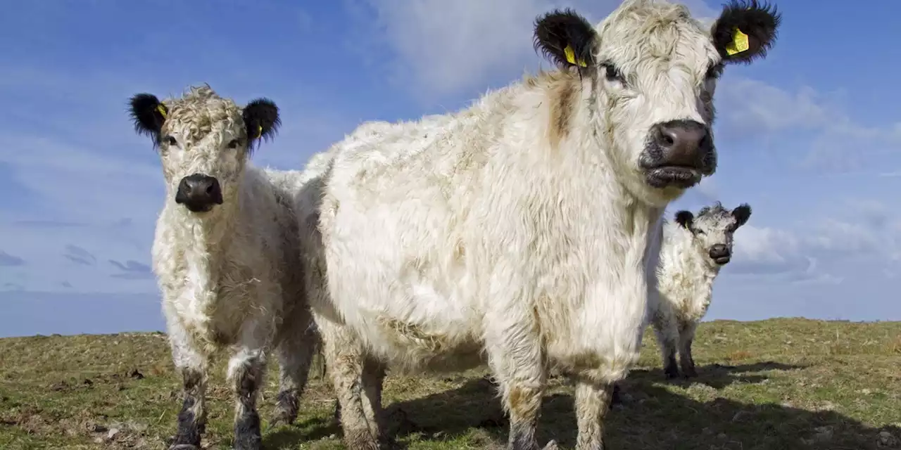 Landkreis will 70 entlaufene Galloway-Rinder einfangen – Unbekannte sabotieren