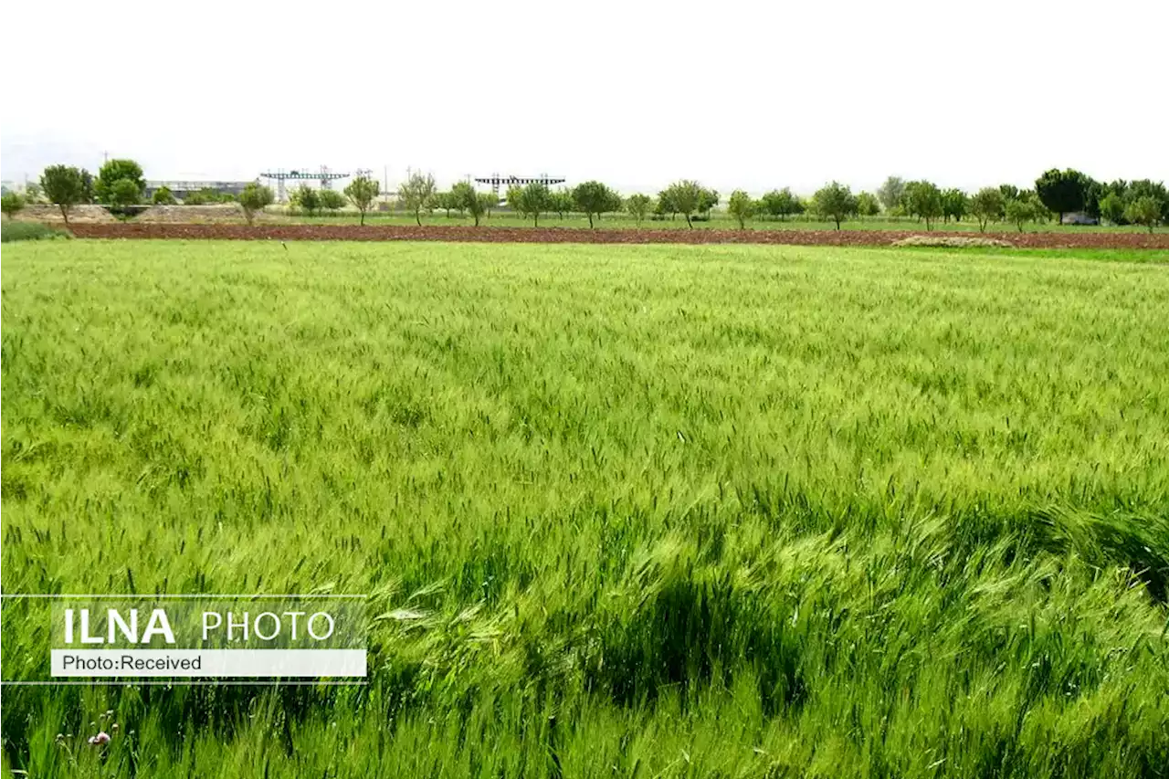 طرح الگوی کشت از امسال در قزوین اجرایی می‌شود