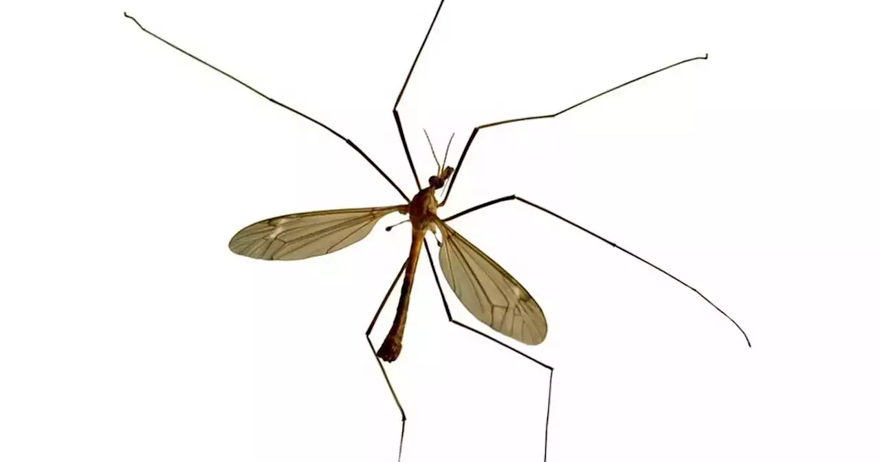 The ‘Daddy Long-Legs’ may appear meek and mild, but it can devour larger spiders