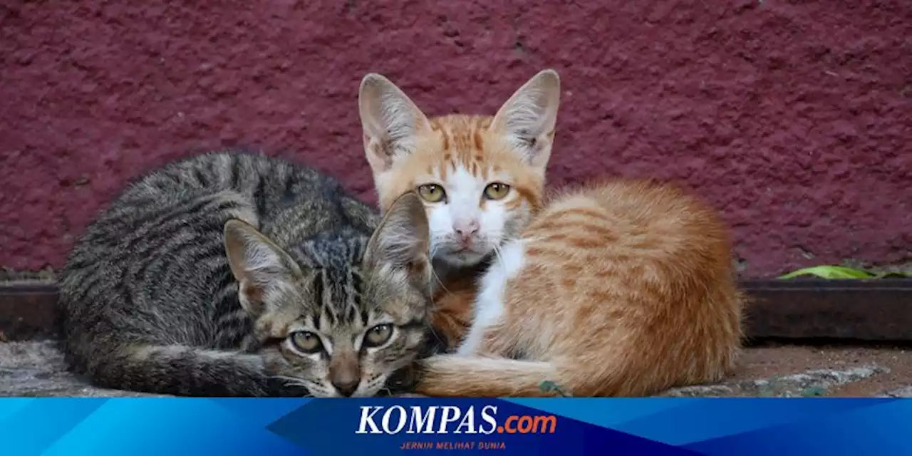 3 Jenis Kucing Domestik Liar, Ada yang Tidak Bisa Dijinakkan