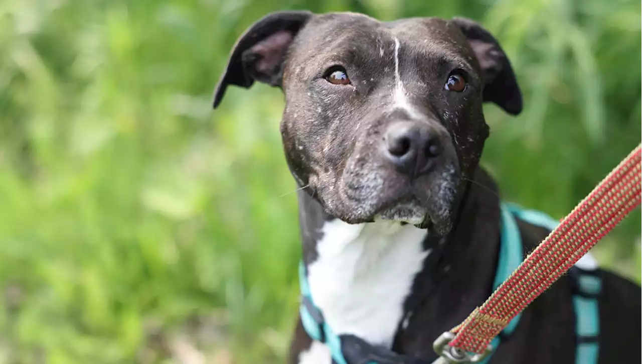 Salvata da una rissa tra cani, Kimmy Gibbler è diventata la residente più anziana del suo rifugio. Poi una splendida sorpresa