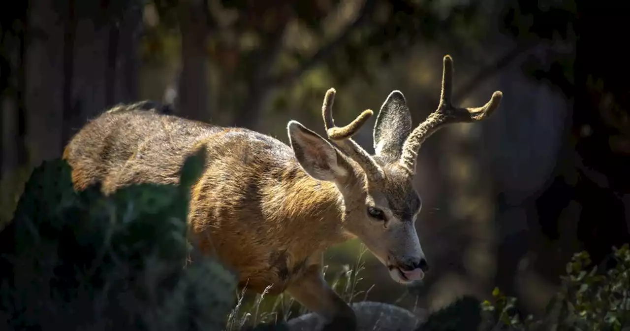 Desperate to rid Catalina of invasive deer, officials propose bold helicopter hunt