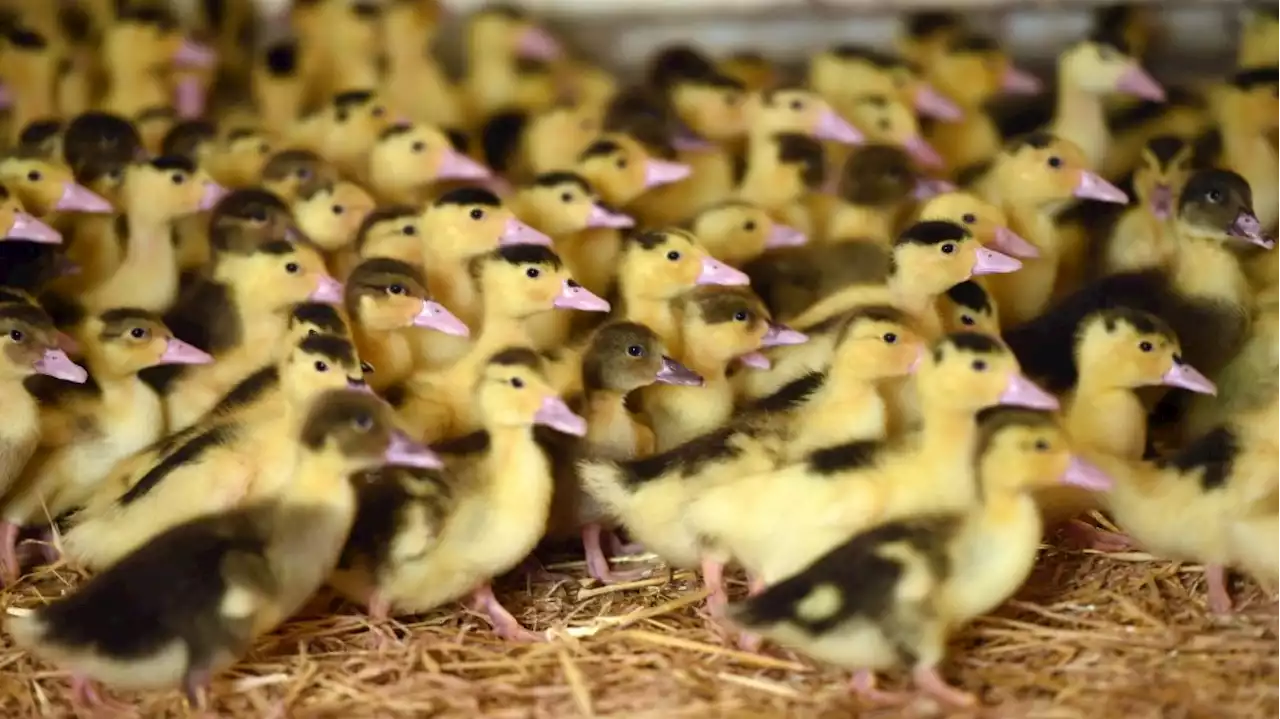 La vaccination des canards contre la grippe aviaire est une bonne nouvelle pour le foie gras