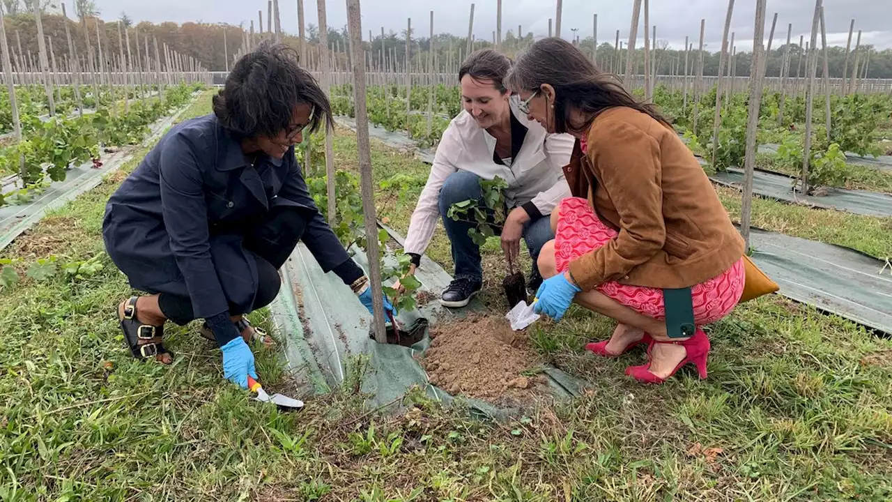 Grâce au vignoble de Paris, bientôt du raisin et du vin tout droit venus de l’est parisien