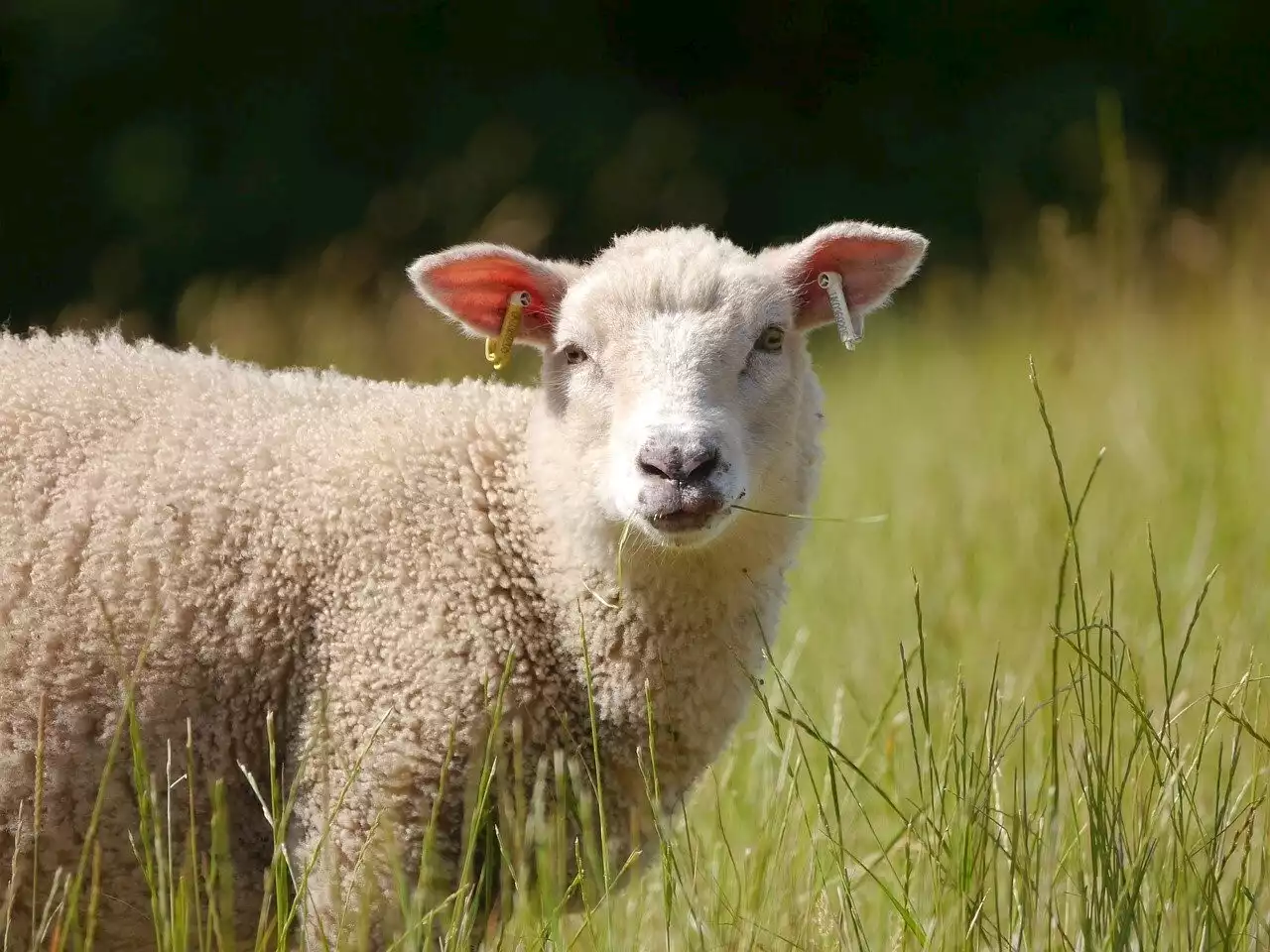 Une journée dédiée aux animaux ce mercredi au musée de plein air de Villeneuve-d'Ascq