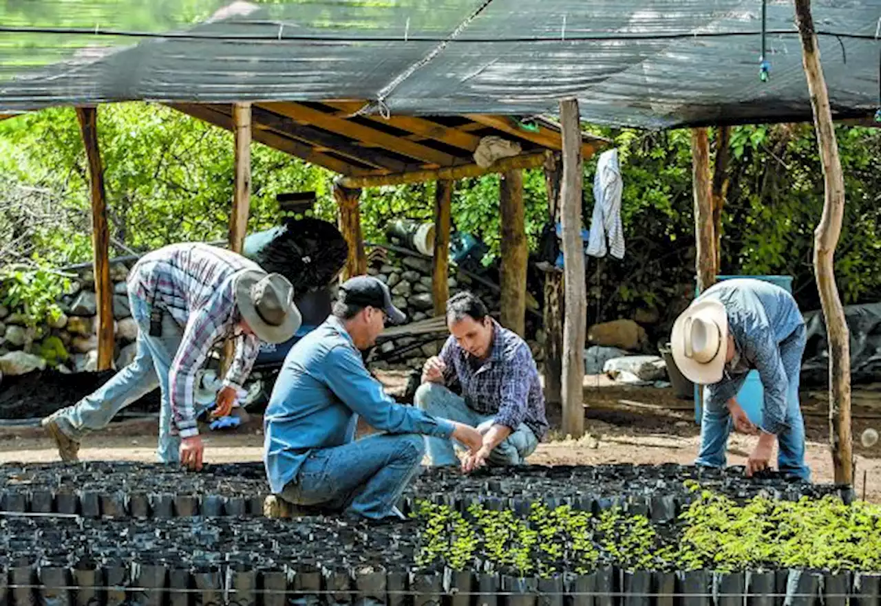 Sembrando Vida, con 40 mil beneficiarios en Honduras y El Salvador