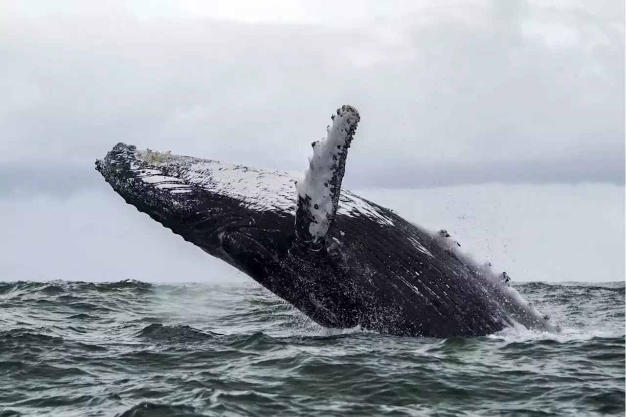 Man dead after whale strikes boat off Australia