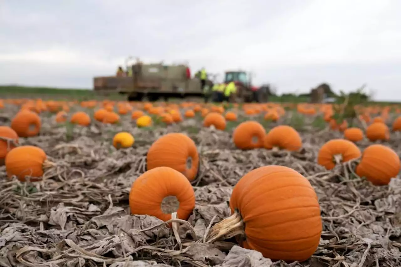 Rainy summer helped pumpkins grow larger