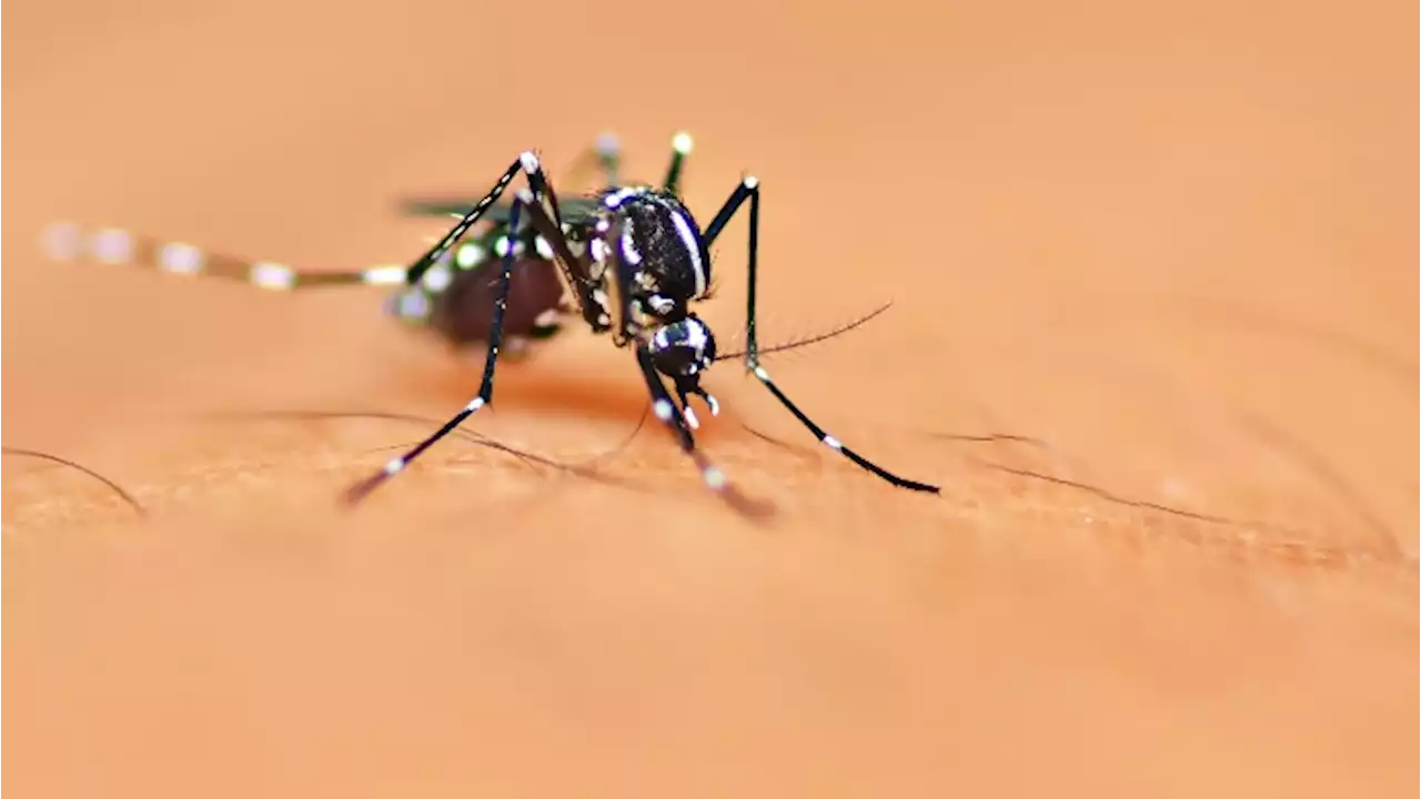 Malaria: come si prende e in che modo si guarisce?