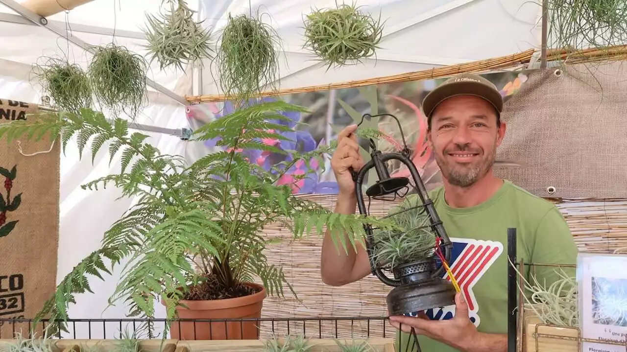 Fête des plantes de Bressuire : il cultive des plantes sans terre et sans racines