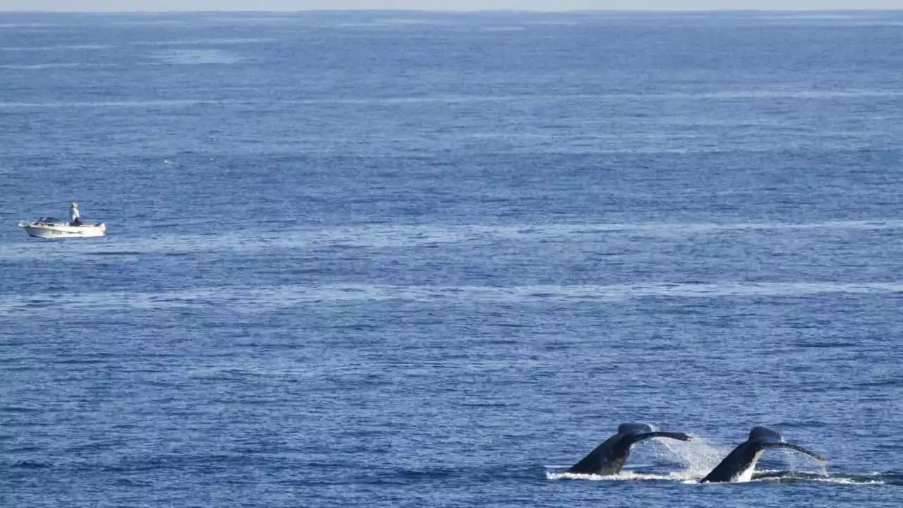 Authorities urge caution around migrating whales after man's death in Sydney's Botany Bay