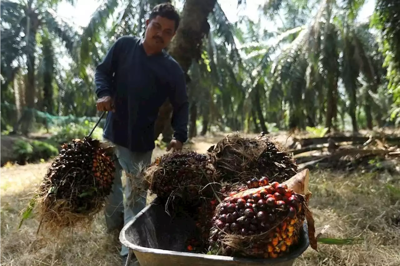 Ageing trees show a crisis looms for the world’s everything oil