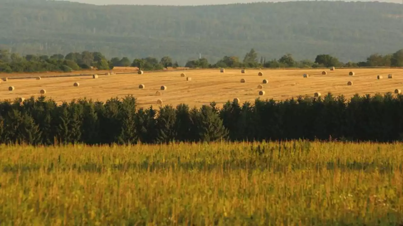 Staatssekretärin: Landwirtschaft wichtiger Zweig für SH