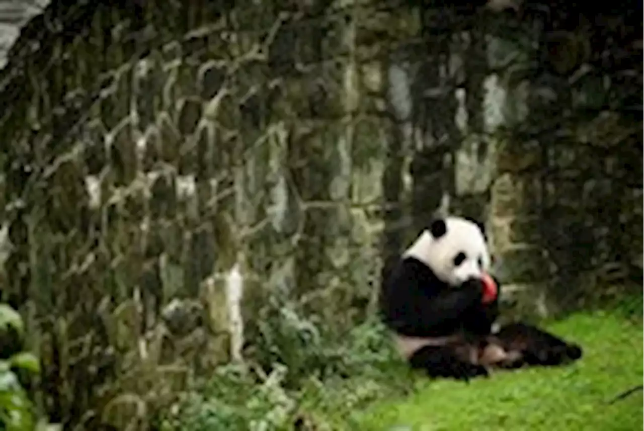 | Wait. What? The pandas are leaving Washington? Why did no one tell me?