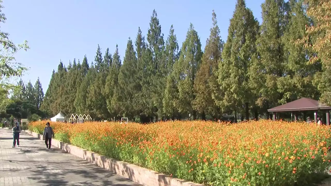 추석 연휴 넷째 날...가족과 함께 가을꽃 나들이