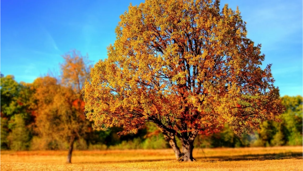 Calgary, Edmonton and Lethbridge set new record highs amid hot autumn weather