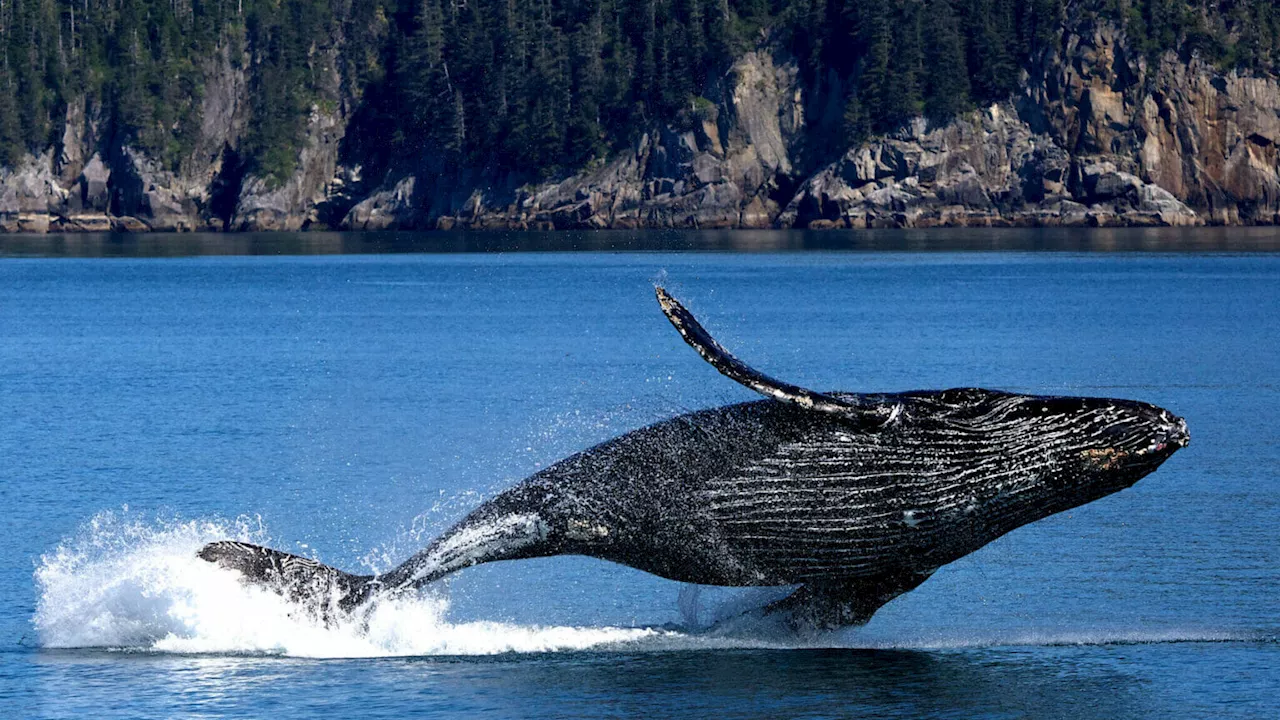 Humpback whales increasingly sighted in Arctic Alaska waters better known as bowhead territory