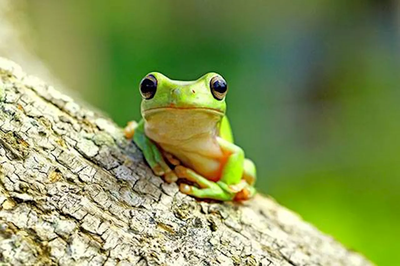 The planet’s amphibians are sliding towards extinction
