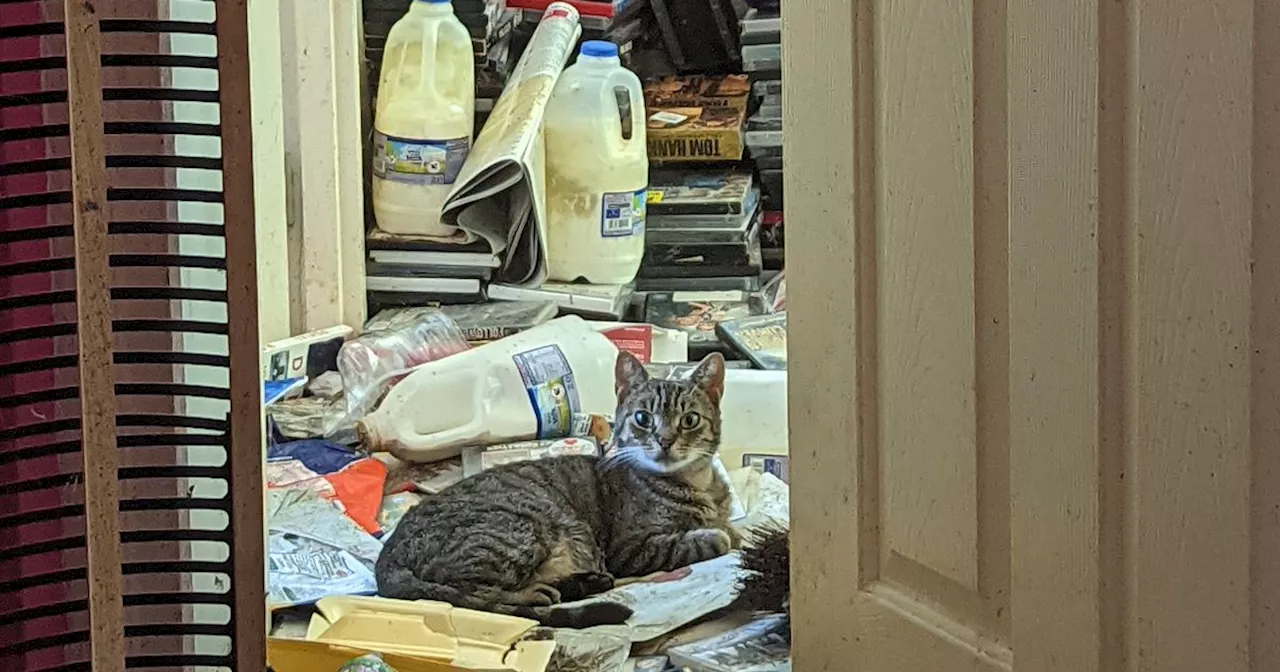 Inspector finds flea-ridden cats in 'most disgusting environment'