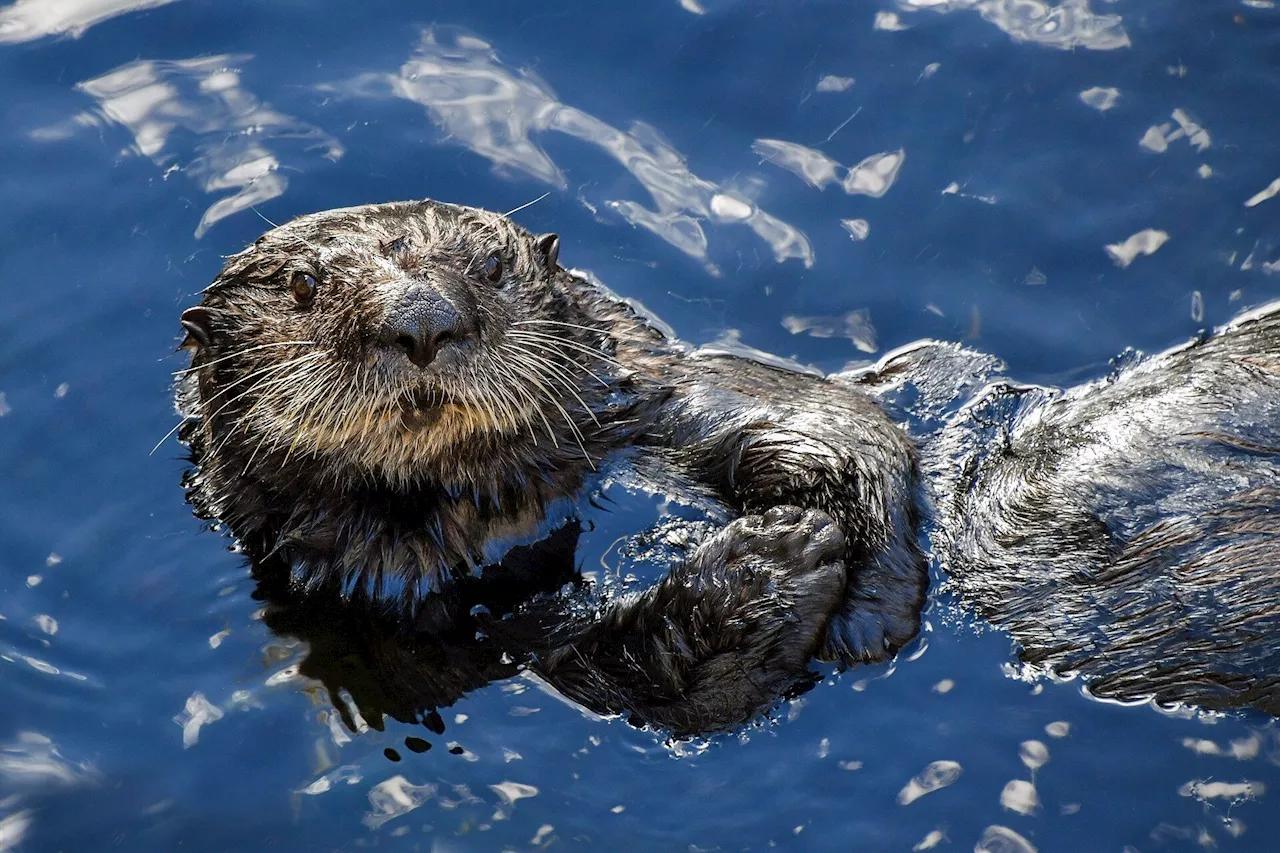 Urchin harvesters tried to reduce protections for sea otters: Here's why it didn't work