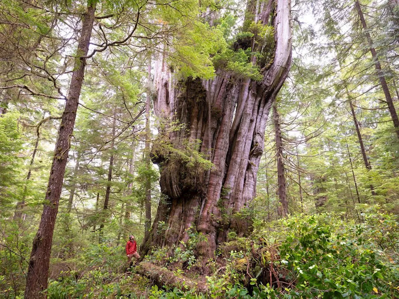 'Freak of nature' tree find of a lifetime for B.C. forest explorer