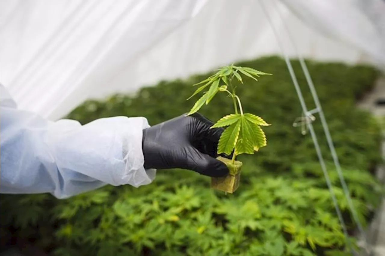 Cannabis Act review finds companies struggling to profit, health experts supportive