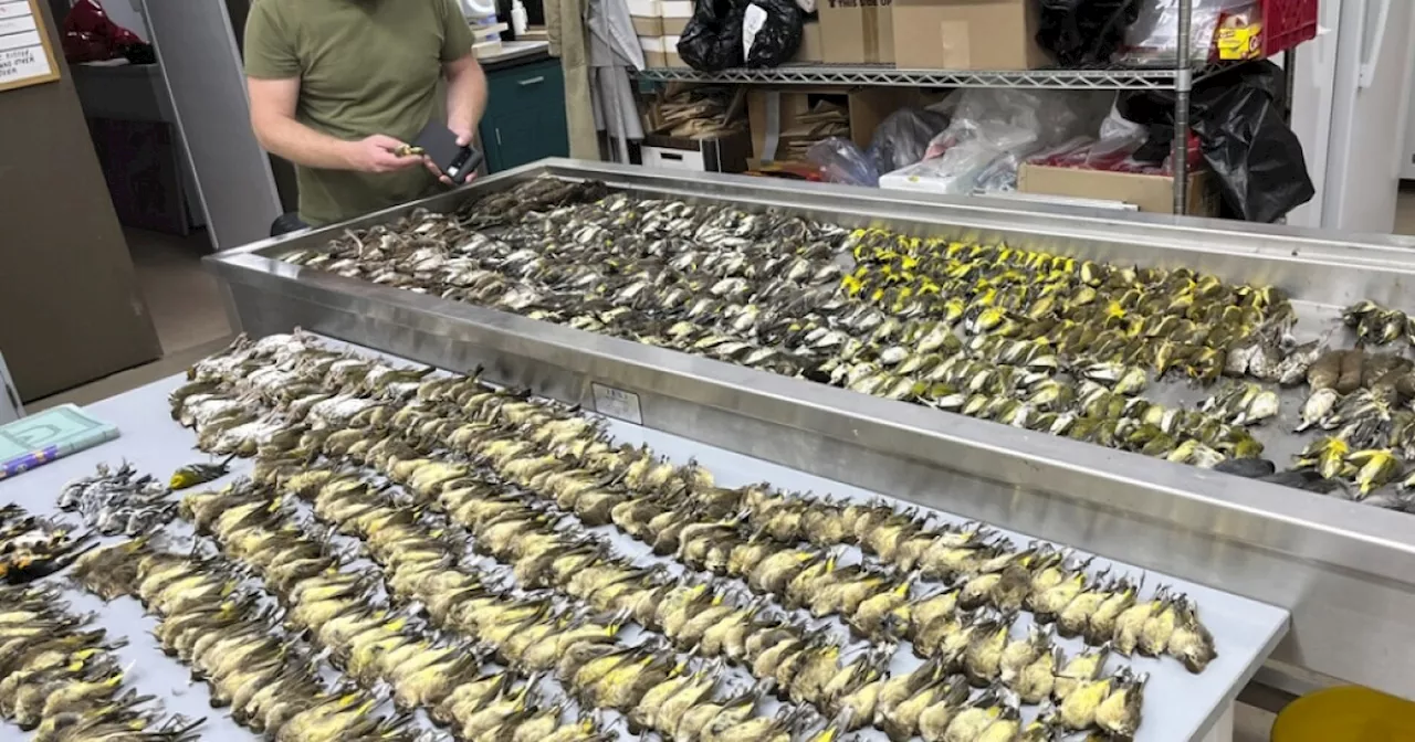 Nearly 1,000 birds die in one night after hitting Chicago building