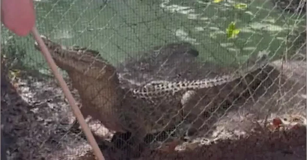 He Was In Shock Video Reveals Moment Crocodile Bites Queensland Ranger Australia Head Topics