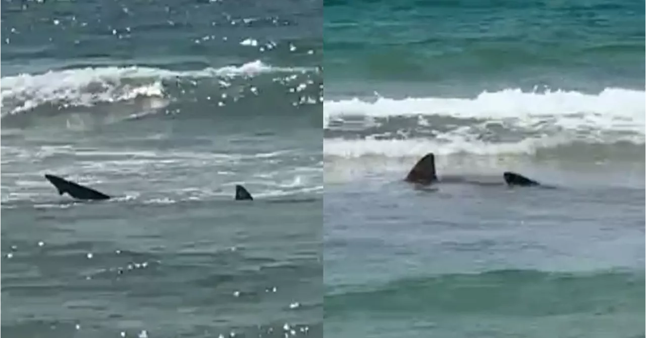 Two-metre shark forces closures of Sydney's popular Manly Beach