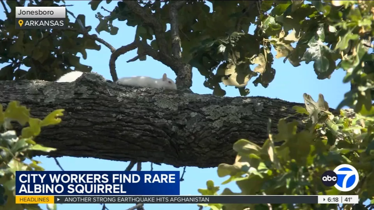 City workers spot rare albino squirrel at Arkansas cemetery