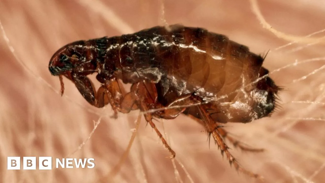 Hull Crown Court 'temporarily closed' due to flea infestation, officials say