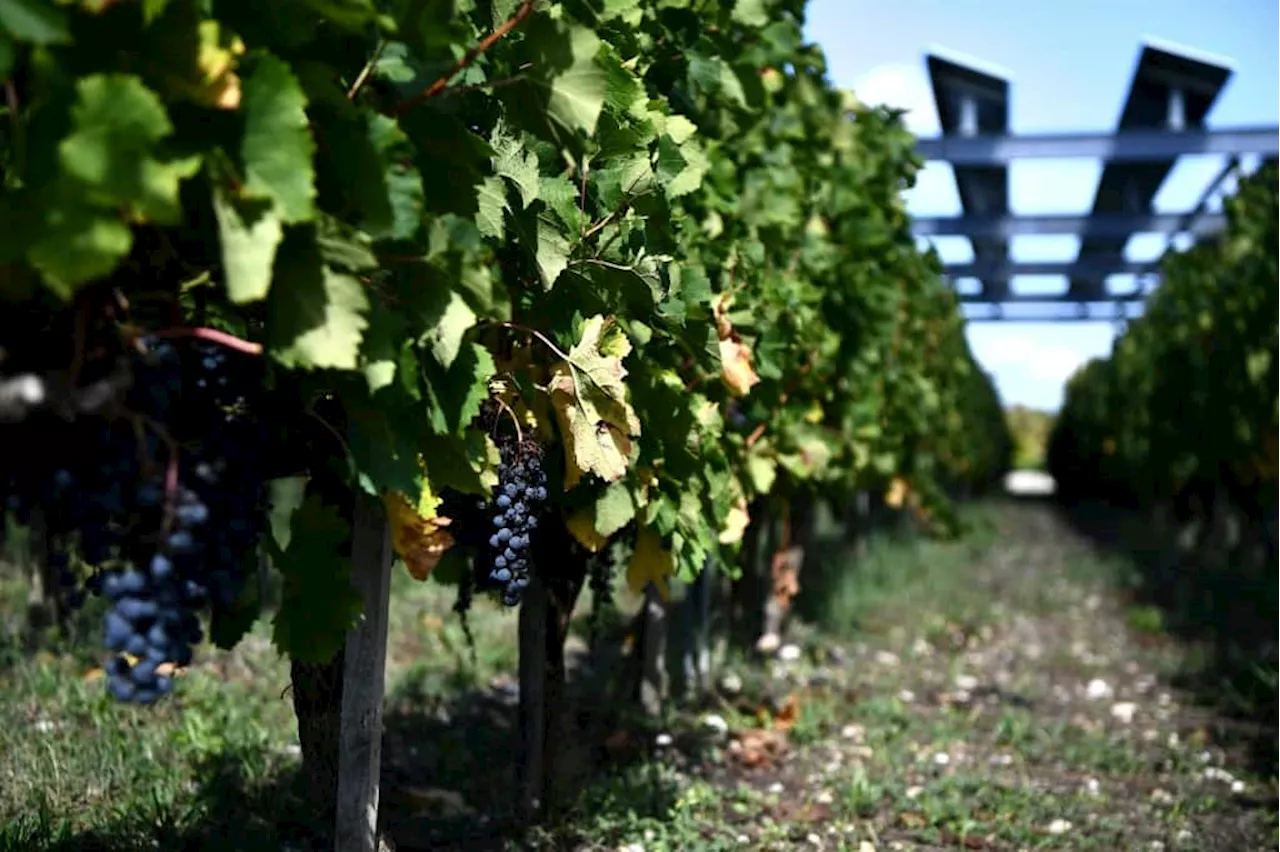 Climate change is improving French wine -- for now