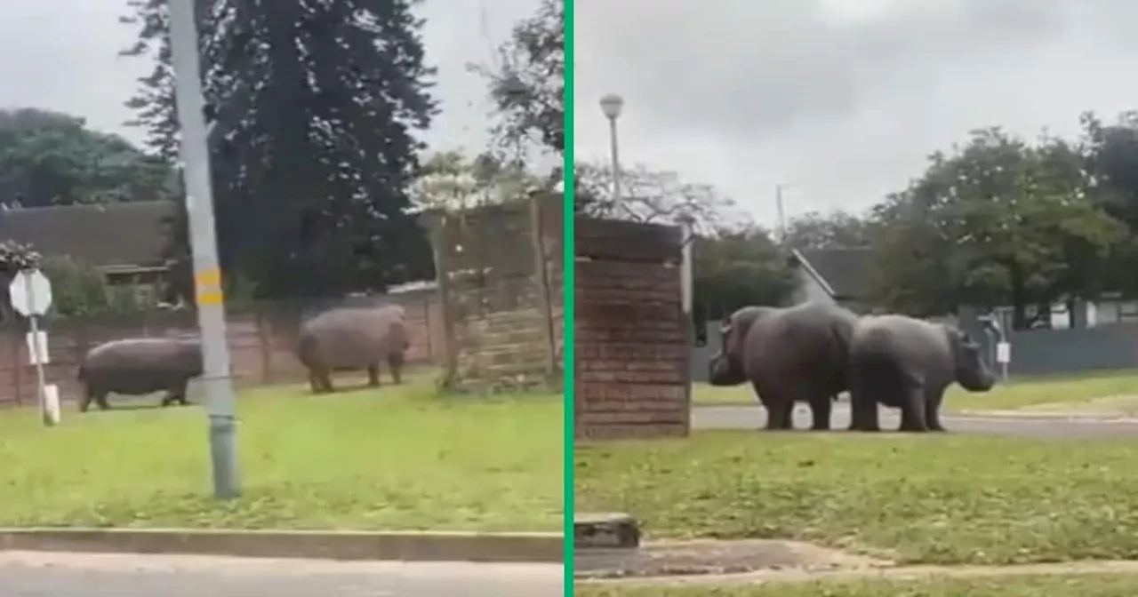 TikTok Video Captures Huge Hippos Casually Roaming Richardsbay Streets: Mzansi Has Mixed Feelings