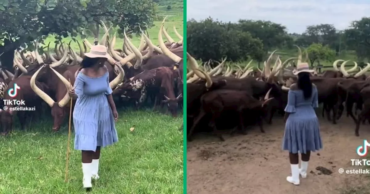 Uganda Woman Herding Ankole Cattle Becomes TikTok Sensation, SA Jokes: “Ramaphosa Must Not See”