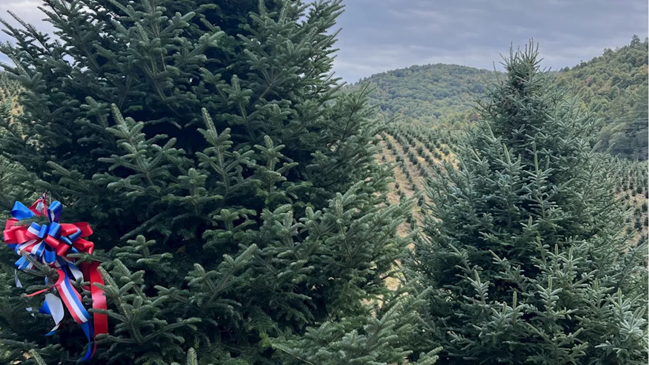 2023 White House Christmas tree chosen from North Carolina family farm