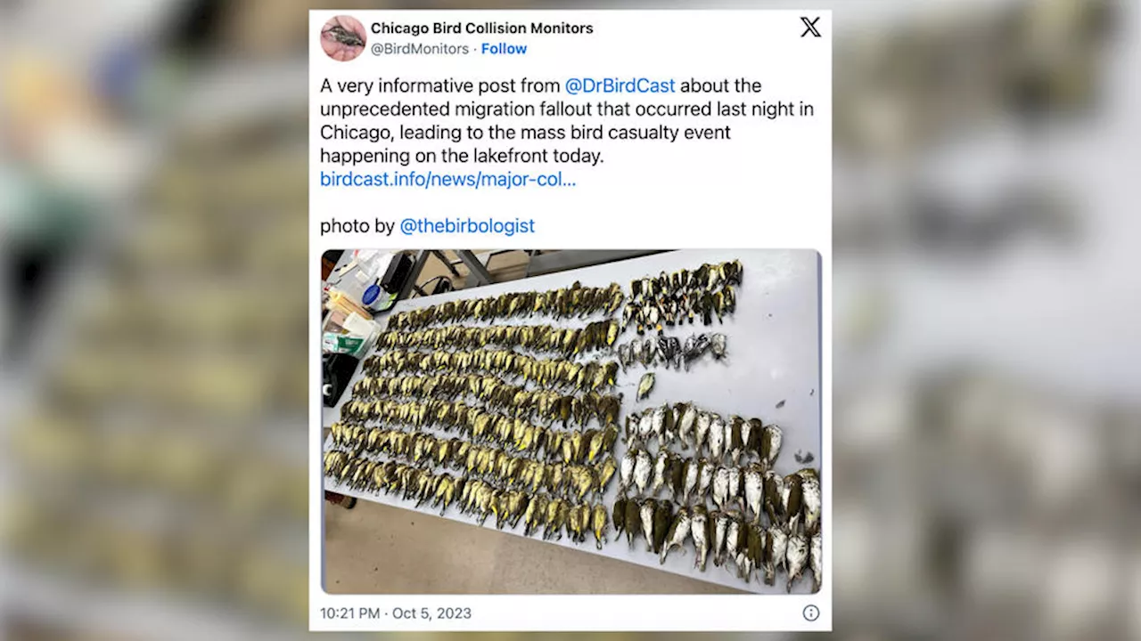 Etats-Unis : près de 1.000 oiseaux meurent après avoir heurté un bâtiment à Chicago