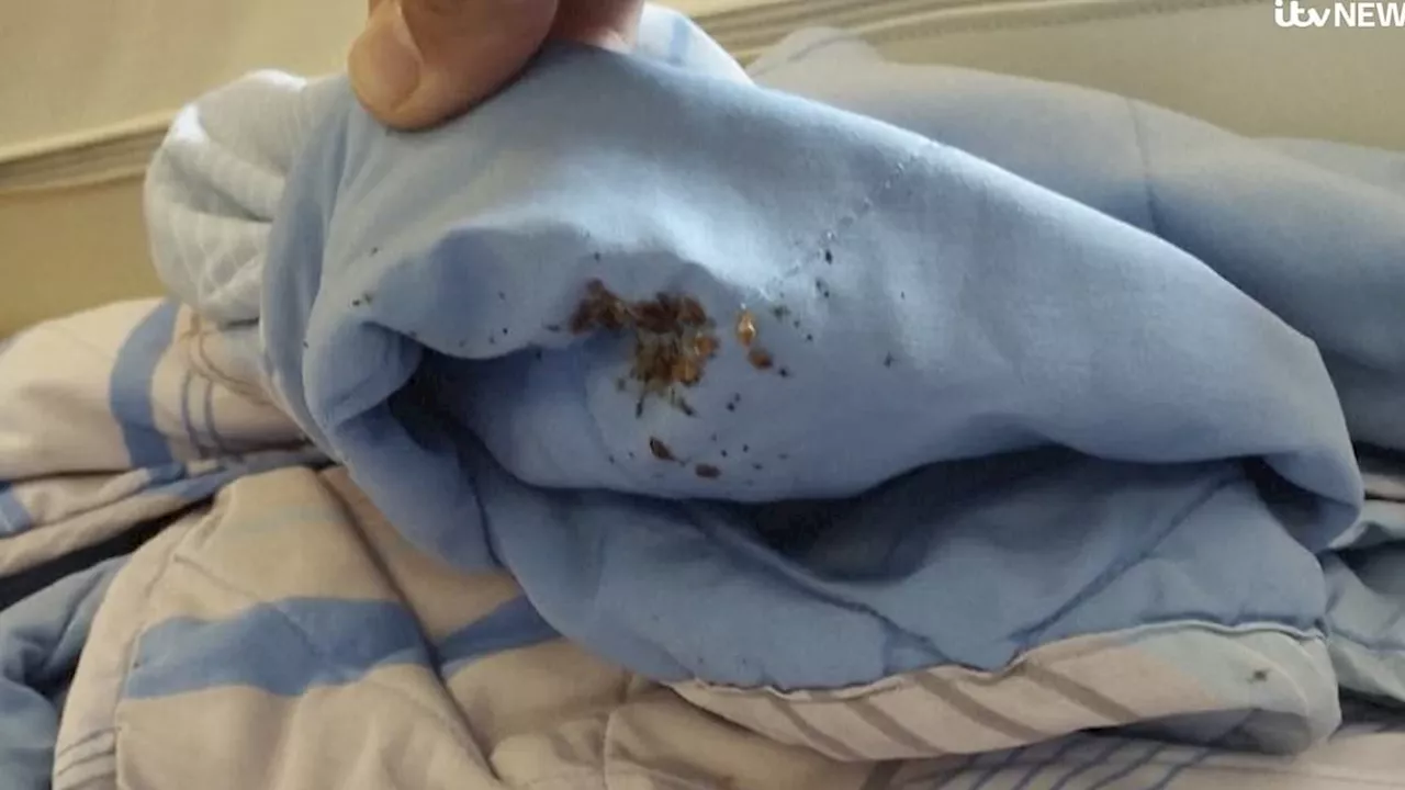 UK Bedbugs crisis: Put your duvets in the freezer, landlords tell tenants as national panic descends...