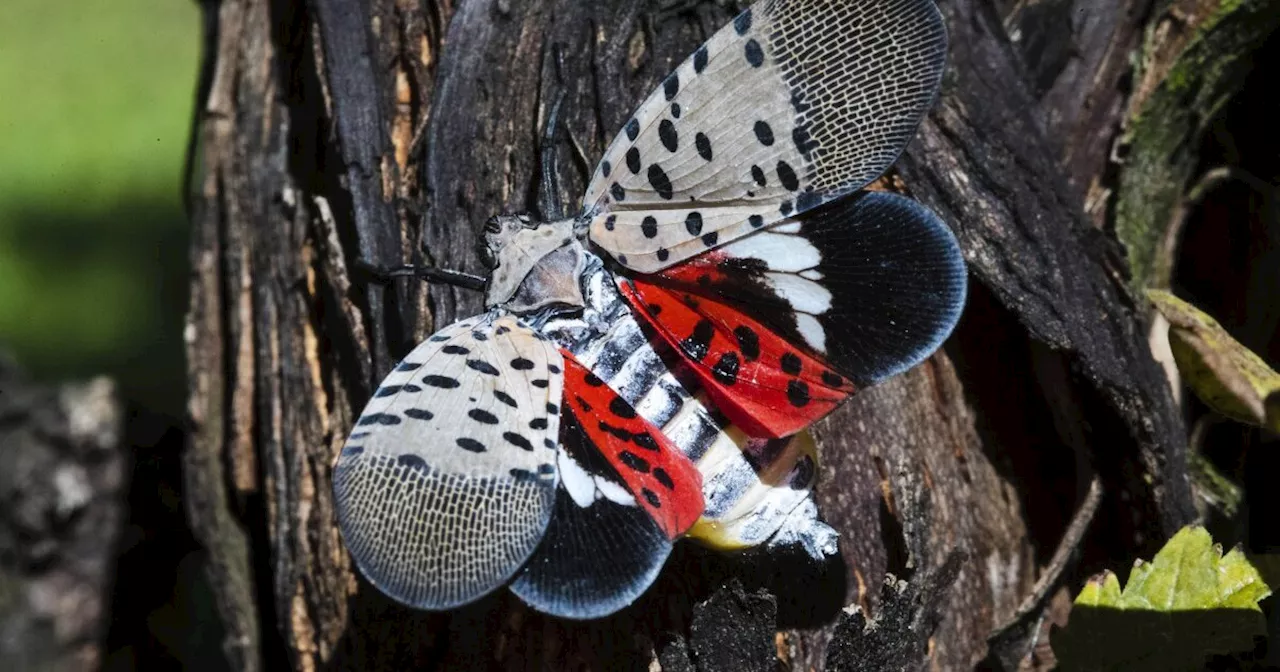 Asian invasion: Spotted lanternfly threatens wine vines