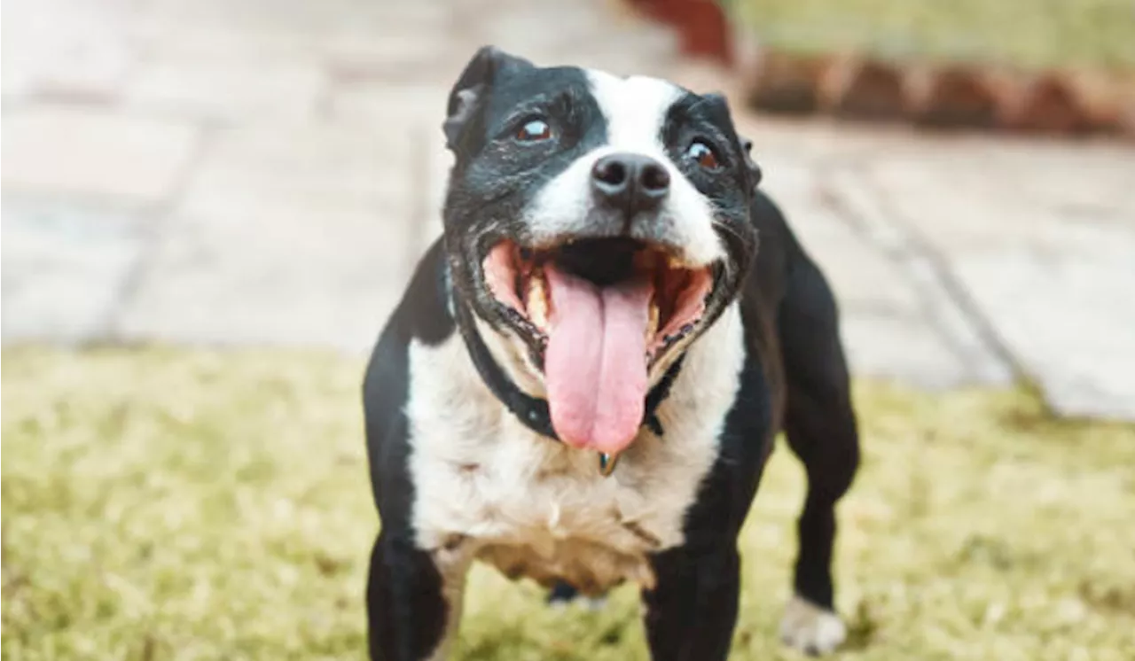 Women spends thousands on her dog’s funeral for a ‘proper send off’