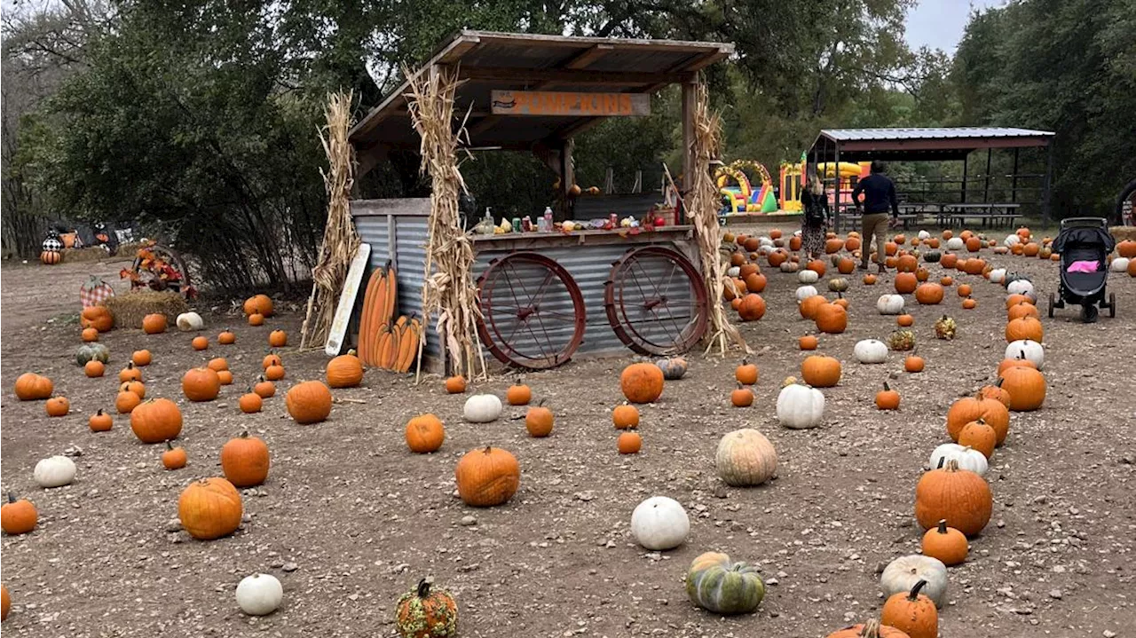 Owl Creek Farm hosts family pumpkin patch