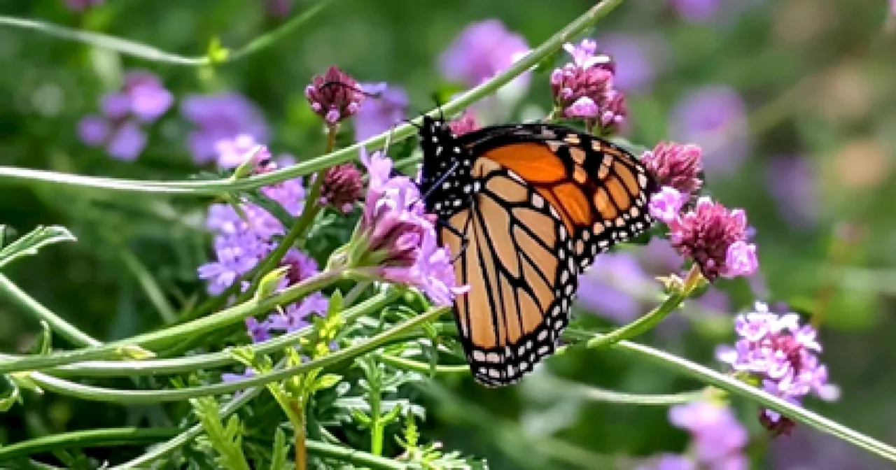 California Native Plant Sale